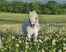 Tintin, Shetland pony at Shetland Pony ...