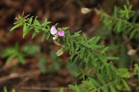 Image result for Polygala gazensis