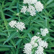 Image result for Asclepias graminifolia