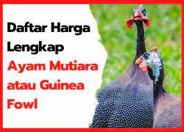 We did not find results for: Daftar Harga Lengkap Ayam Mutiara Terbaru 2021