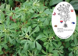 Image result for Trigonella foenum-graecum