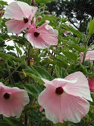 Hibiscus Splendens Pink Hollyhock Tree Buy Online At Annie S Annuals Hibiscus Backyard Flowers Hollyhock