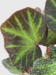 Image result for Begonia scutifolia
