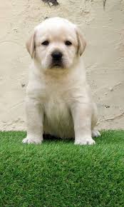 Super Quality Labrador Female Puppy Available 9971818186 In Delhi Buynuse Labrador Puppy Puppies Labrador Retriever Dog