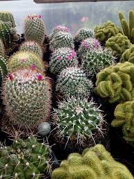The cochineal insect is found on the cactus which grows in abundance in the vicinity, and the town is known throughout in the most arid regions there is a small growth of green in the rainy season, and a rich display of small. Brendalyn S Cactus And Succulent Of Benguet Home Facebook