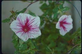 Hybrid Japanese Morning Glory Asagao Morning Glory Flowers Flower Show Morning Glory Vine
