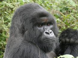 Gorilla Anatomy Dian Fossey