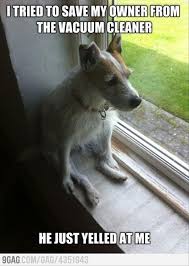 Or Was That The Vacuum That Yelled Funny Funny Animals Funny Pictures