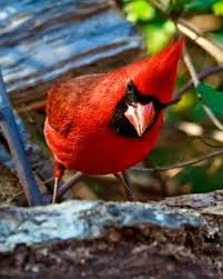 Birds Of Northern Illinois Sounds Cardinal Illinois State Bird Red Pretty With Images Cardinal Birds Beautiful Birds Rare Birds