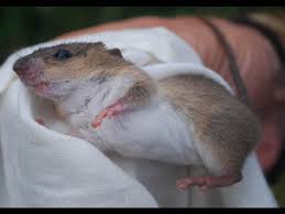 Image result for Macrothelypteris rammelooi