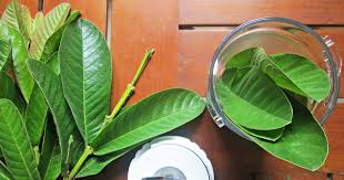 Lihat juga resep air rebusan daun jambu biji enak lainnya. Jamu Daun Jambu Biji Yang Kaya Manfaat Milikilah Kesehatan Maka Terdapat Kesempatan Memiliki Segalanya