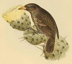 Der darwinfink | die darwinfinken. Darwinfinken Biologie