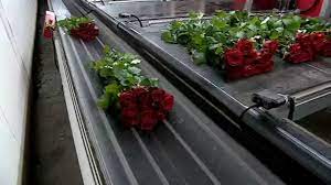 Maybe you would like to learn more about one of these? Flower Imports To The Uk Could Become Slower And More Expensive In The Wake Of A Hard Brexit Euronews