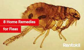 8 Home Remedies To Get Rid Of Fleas Rentokil Pest Control