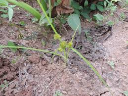 Image result for Courtoisina cyperoides