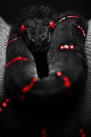 47 Black Snake Wallpaper On Wallpapersafari Textured wallpaper, ouroboros print, black and white wallpaper, snake wallpaper, animal wallpaper. black snake wallpaper on wallpapersafari