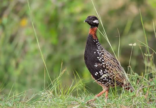 Black Francolin,કાળો તેતર