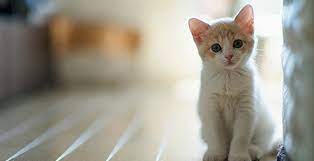 ruyada beyaz kedi gormenin tabiri ruyada beyaz kedi gormek ne anlama geliyor