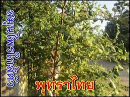 พ ทราไทย ผลไม พ นบ าน สรรพค ณข บเสมหะ แก ไอ และเป นยาระบาย สม นไพร ส ขภาพ