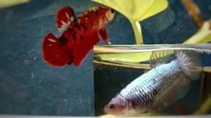 Ikan hias air tawar asli indonesia yang menjadi primadona adalah ikan arwana dan cupang. Cara Beternak Ikan Cupang Hari Pertama Youtube