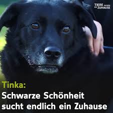 Schwarzer rüd sucht zuhause mischlingshund border und appenzell schild. Tiere Suchen Ein Zuhause Tinka 3 Jahre Mischling Facebook
