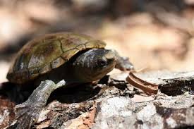 Things that make you go aww! 6 Best Pet Turtles For Beginners Find The Right Pet Turtle