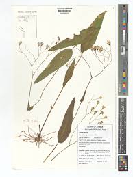 Image result for Senecio latifolius