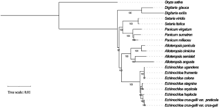 Image result for Echinochloa ugandensis