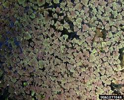 Image result for Azolla pinnata