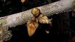 Image result for Xylopia wilwerthii