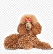 Check spelling or type a new query. Minature Poodle Toy Poodles The Ultimate Toy Poodle Manual Toy Poodles Png Image With Transparent Background Toppng