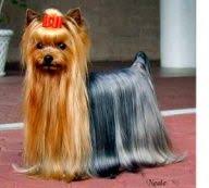 Long Flowing Coat Of A Yorkie Show Dog Yorkshire Terrier Yorkie Yorkshire Terrier Puppies