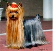 Submitted 2 years ago by yeahdudetotallyrad. Long Flowing Coat Of A Yorkie Show Dog Yorkshire Terrier Yorkshire Terrier Puppies Terrier
