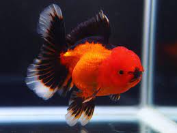 Pin Di Goldfish