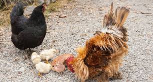 To produce correct color and markings, partridge cochin chicken require double mating. Cochin Chickens Everything You Need To Know About The Breed