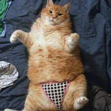 kizginlik donemi nasil atlatilir kizisan kedi nasil sakinlestirilir