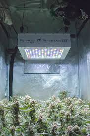 That's not the total amount of power the light actually uses. Phytomax 2 400 Grow Lights For Indoor Plants Black Dog Led