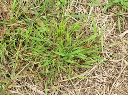 Image result for Digitaria complanata