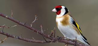 الحية هي في المنام عدو أو كنز أو إمرأة أو ولد، والثعبان إذا لم يخف منه الرجل دل على قوية ودولته، والحية عدو ذو مال، لأن تأويل. Ù†Ø¨Ø§Øª Ø§Ù„Ù…Ø¹Ø±ÙØ© Ø¹Ù„Ù… Ø§Ù„Ù†ÙØ³ Ø§Ù„Ø¹ØµÙÙˆØ± Ø§Ù„ØµÙ‚Ø± Ø´Ø§Ø±Ø¯ÙˆÙ†ÙŠÙ‡ Concreteinnov Com