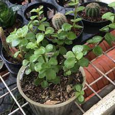 Harga kaktus & sekulen tanaman hias ruangan minimalis indor outdor katalog a. Pusat Tanaman Hias Bsd 1 Tip From 215 Visitors