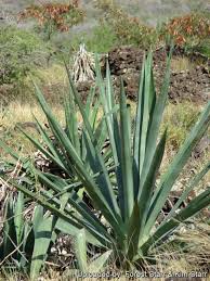 Image result for Furcraea