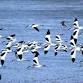 Guided Bird Watching Cruise event image