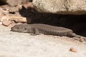 Image result for Steganotaenia hockii