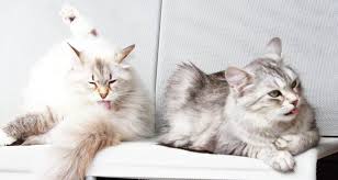 Siberian cat personality and temperament. The Siberian Cat Personality 101 Best Facts Revealed