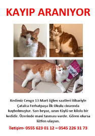 Catalca Kayip Kedi Goren Duyan