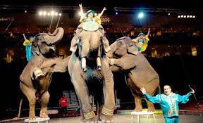 17 To See The Alzafar Shrine Circus At The Freeman Coliseum On September 6 7 8 Or 9 Up To 34 85 Value Circus Animals Pony Rides Shrine