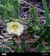 Image result for Pavonia burchellii