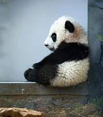 Panda Contemplating Existence This Is Me On Saturday Nights Happy Animals Cute Baby Animals Cute Animals