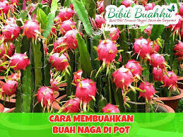 Cara Budidaya Buah Naga Dalam Pot Agar Cepat Berbuah Http Www Bibitbuahku Com Blog Cara Budidaya Buah Naga Pohon Buah Tanaman Buah Naga