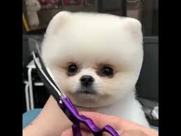 Here are 25 of the cutest dog breeds with looks that can make you smile. Cute Dog Hair Cut Youtube